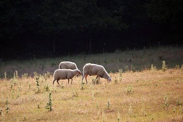 Farma Ovčí Terasy - Karavanová stání foto 1