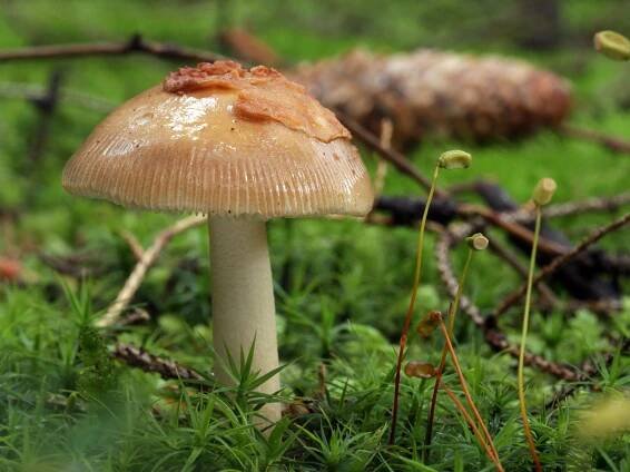 Amanita fulva - muchomůrka ryšavá - myko.cz