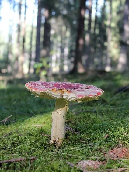 Houbařská vycházka 25. 9. 2016 | Město Kasejovice