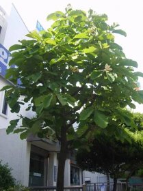 61) Magnolia hypoleuca – Šácholán obvejčitý - Velké Březno