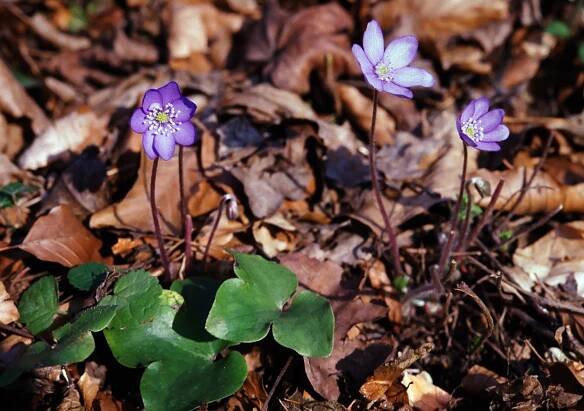 File:Hepatica.jpg