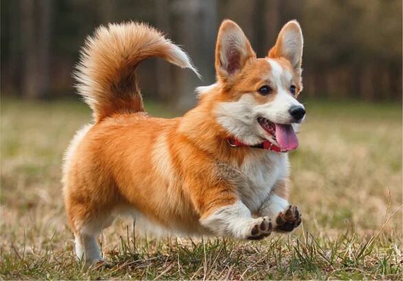 Časté nemoci Corgi a náchylnost k nemocem. • ZVÍŘATA