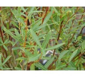 Vrba purpurová 'Nana' - Salix purpurea 'Nana' Kontejner o objemu 3 litry