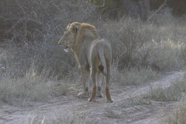My African Vacation – Peter Turchin