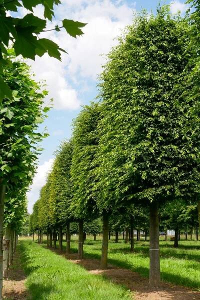 Carpinus betulus | habr obecný - Van den Berk školky