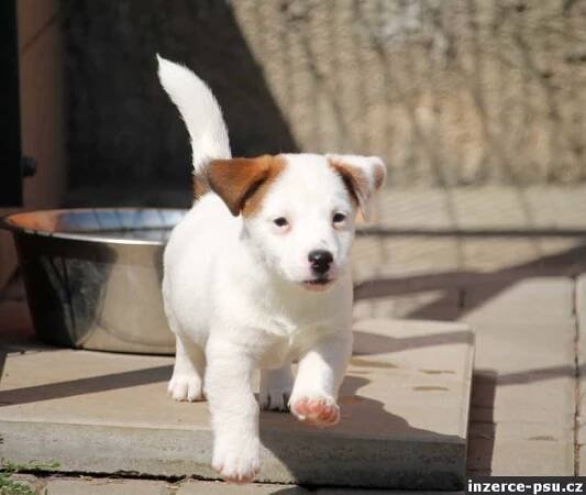 Prodám těňátka Jack Russell teriéra hladkosrstá s PP