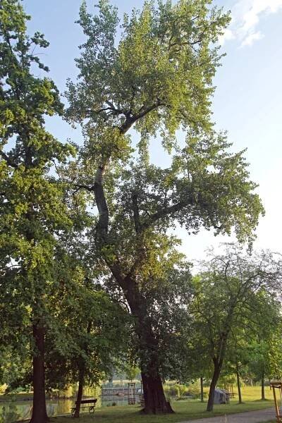topol bílý ´Pendula´ | Pražská příroda