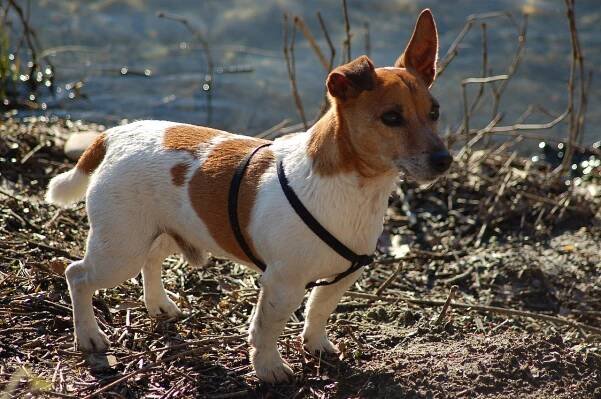 Pes, Zvíře, Psi, Příroda, Jack Russel