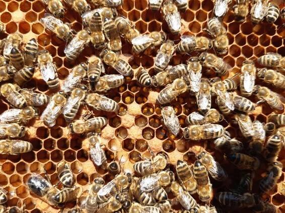 Právě si prohlížíte ZLÍNSKÉ VČELAŘSKÉ DOTACE 2023