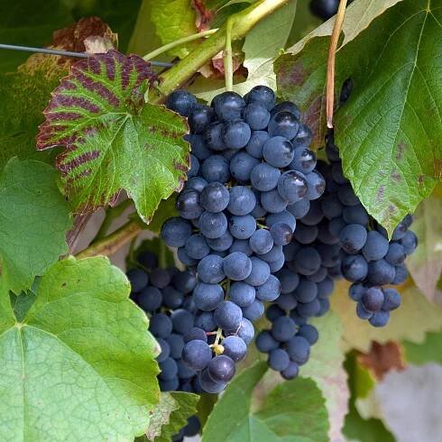 Najlacnejšie okrasné dreviny - Vinič - Vinič “BLAUER HEIKE “, výška 60/80 cm, v črepníku Vitis vinifera