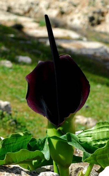 Arum palaestinum