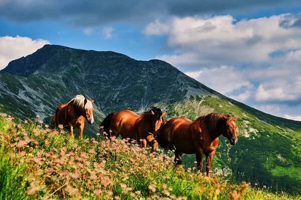 Parang Mountains – The Stone Giant of the Carpathians