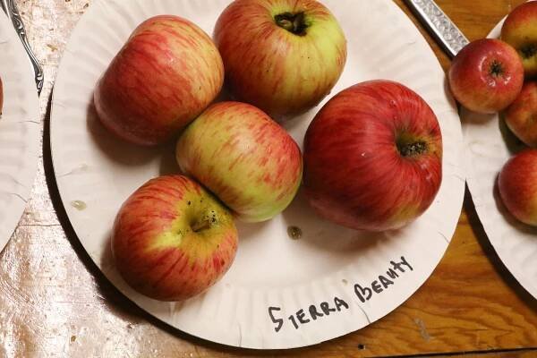 Early Winter Fruit Harvests of Santa Cruz and Monterey | California Rare Fruit Growers