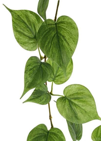 Věnec z pravého filodendronu Scandens MELUBO, zelený, 180cm