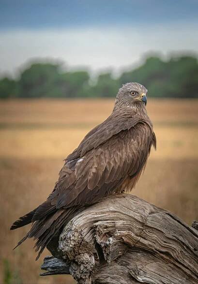 bezplatná Základová fotografie zdarma na téma @ venku, černá draka, chování ptáků Základová fotografie