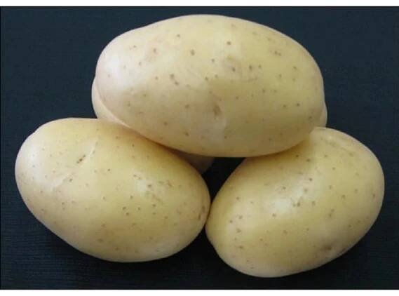 Brambory DALI sadbové žluté rané 5 kg