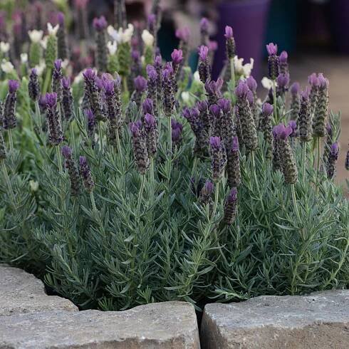 Levandule smilovitá, Lavandula stoechas, průměr květináče 18 cm-24868