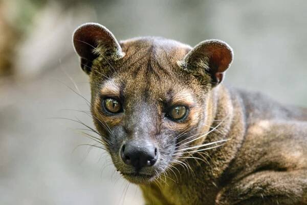 Madagaskar | Luxusni-dovolena.cz
