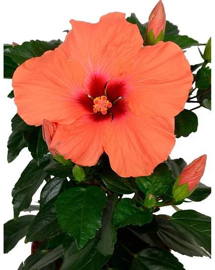 Pokojový ibišek "HibisQs" oranžový výška cca 45-50 cm průměr cca 17 cm Hibiscus