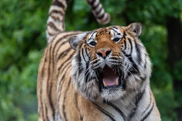 Tigra