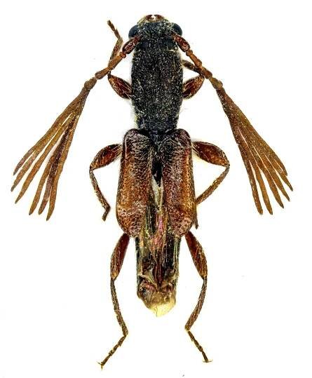 Kabatekiipsebium yemenensis | pkentomologist.cz
