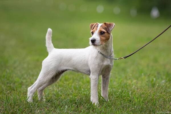 Atticus is the Sire Of
