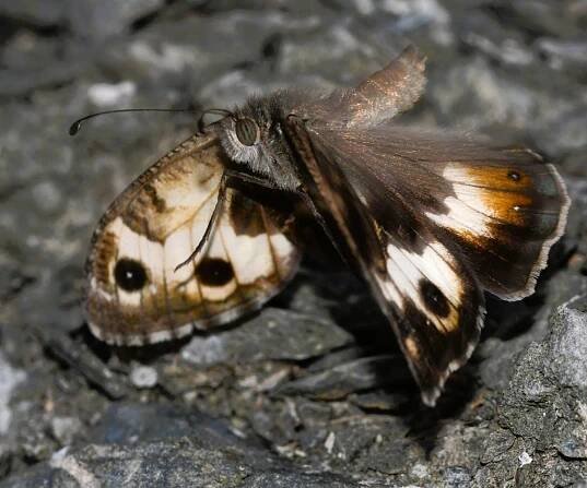 Pseudochazara amalthea, Crete - photo © Marinos Gogolos
