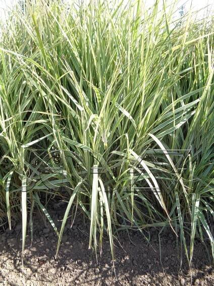 Miscanthus sinensis 'Variegatus'