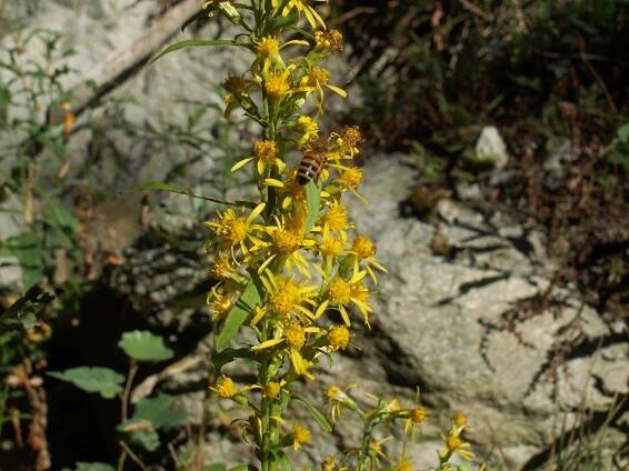 Solidago virgaurea