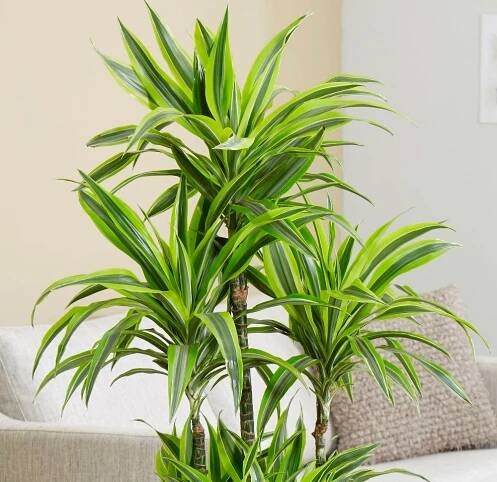Voňavý Dracaena
