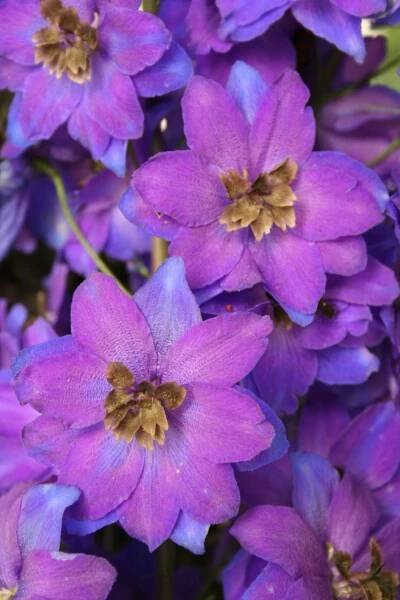 Botanická zahrada - Delphinium - ostrožka