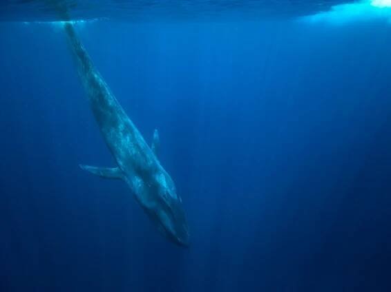 Killing the Blue Whale Challenge