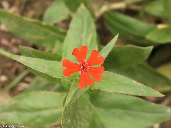 Lychnis chalcedonica – kohoutek plamenný