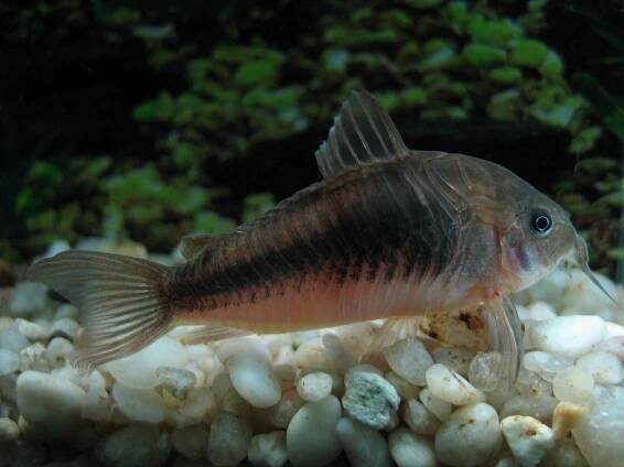 Corydoras aeneus a - Royanah Aquarium