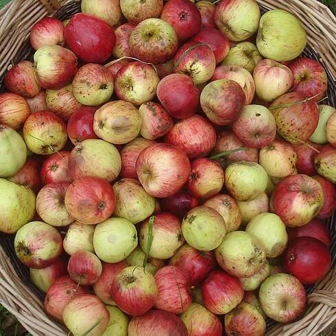 Apple Day 2015: 10 best British bottled cider