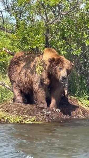 That’s a BIG bear #bear #kodiak #wildlife #grizzlybear #salmon #fishing #outdoorsurvival #grizzly
