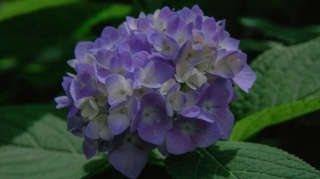 Základová fotografie na téma barevný, botanický, bujný, čerstvý, detail, flóra, hloubka ostrosti, hortenzie, hydrangea macrophylla
