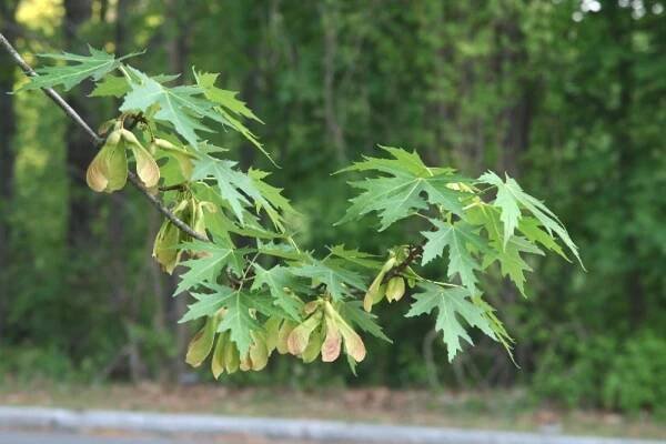 Acer saccharinum (silver maple): Go Botany