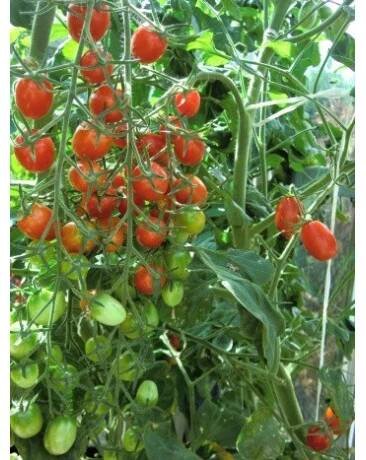 RAJČE tyčkové datlové Mandat (F1) (Solanum lycopersicum L) 8 semen.