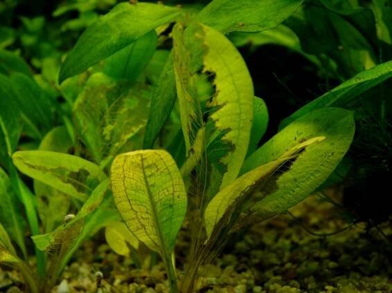 Horácovo akvárium : atlas - Echinodorus cv. Tropica