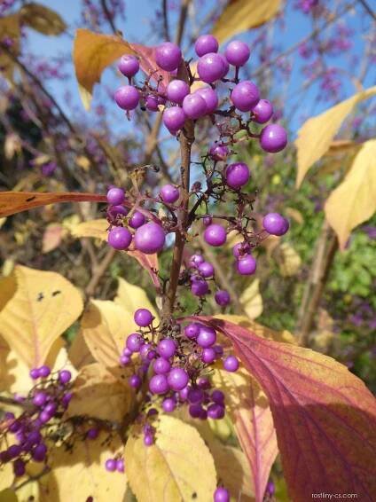 Krásnoplodka Bodinierova - větévka s plody (Callicarpa bodinieri var giraldii)
