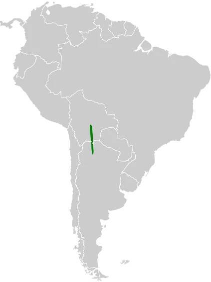 Ashy-headed tyrannulet - Wikipedia