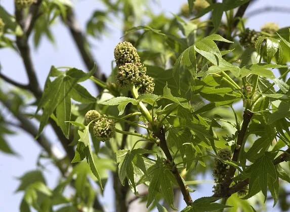 Liquidambar styraciflua 'Paarl' | ambroň západní 'Paarl' - Van den Berk školky