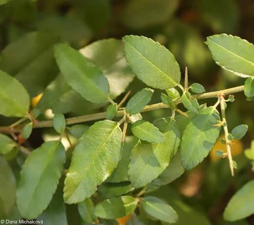 Pyracantha coccinea – hlohyně šarlatová