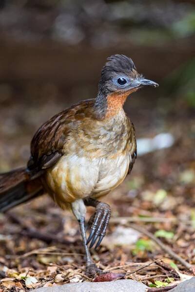 Eastern Australia Birding Tours - Lord Howe - Birdquest