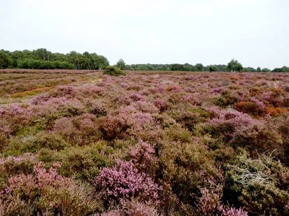 Westleton Heath - vřesoviště, Tipy na výlet