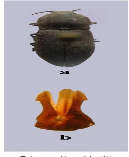 Pakistan: 14, 19, Sindh Prov., Tandojam, 12.vi.2015, R.A. Depar, Horticulture garden.  3.6 Material examined 
