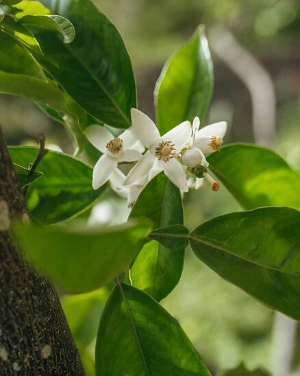 Mandarine | Finca el Quinto