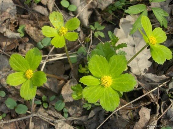 Hvězdnatec zubatý (Hacquetia epipactis)