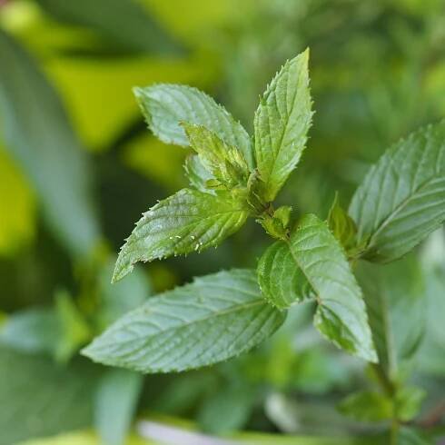 Peppermint Essential Oil